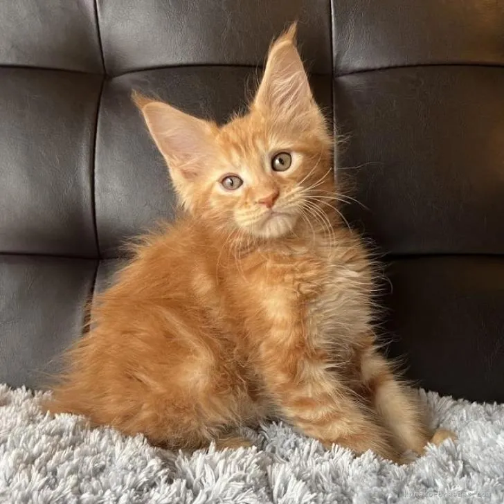 ID：2301-00862の子猫