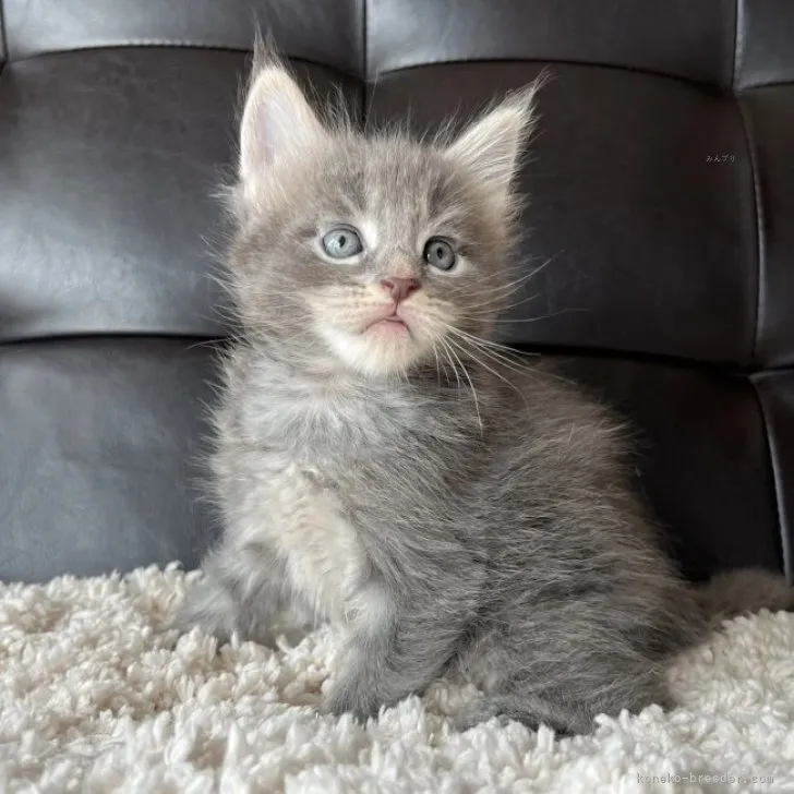 ID：2309-00745の子猫