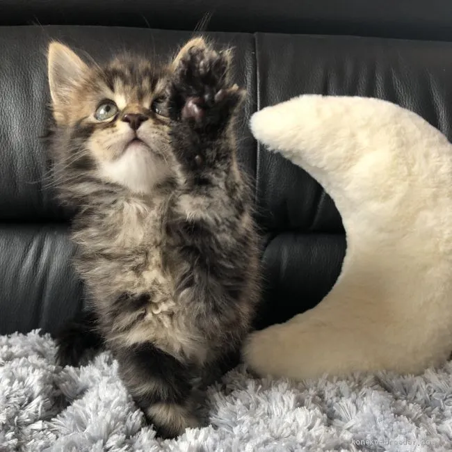 ID：2003-01147の子猫