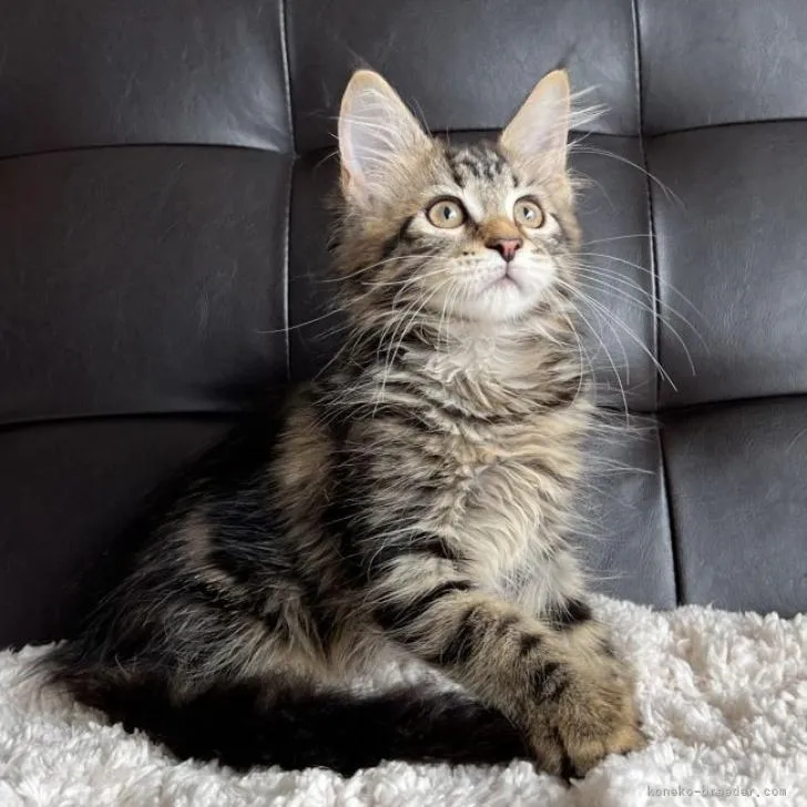 noro 様のお迎えした子猫