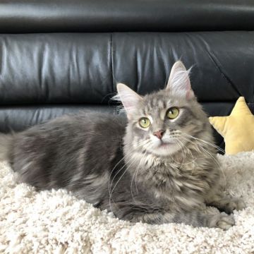 メインクーン【愛知県・女の子・2020年3月29日・ブルータビー】の写真「美人さんに成長しています🎀」