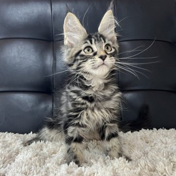 メインクーン【愛知県・女の子・2024年1月22日・ブラウンタビー】の写真「スカーBaby🩵」