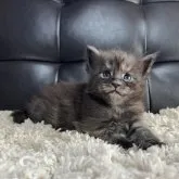 メインクーン【愛知県・男の子・2023年10月15日・ブラックスモーク】の写真1