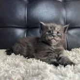 メインクーン【愛知県・男の子・2023年10月15日・ブラックスモーク】の写真2