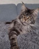 メインクーン【・男の子・2021年1月29日・ブラックシルバークラシックタビー&ホワイト】