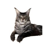 メインクーン【・男の子・2021年1月29日・ブラックシルバークラシックタビー&ホワイト】