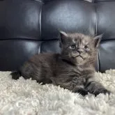 メインクーン【愛知県・男の子・2023年10月15日・ブラックスモーク】の写真4