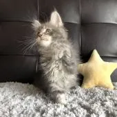 メインクーン【愛知県・男の子・2021年2月27日・ブルータビー】の写真5