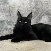 メインクーン【愛知県・男の子・2025年5月12日・ブラック】の写真10