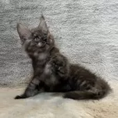 メインクーン【愛知県・男の子・2025年10月5日・ブラックスモーク】の写真10