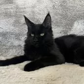 メインクーン【愛知県・男の子・2025年5月12日・ブラック】の写真11