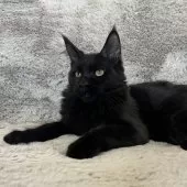 メインクーン【愛知県・男の子・2025年5月12日・ブラック】の写真12