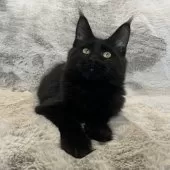 メインクーン【愛知県・女の子・2025年4月26日・ブラック】の写真10