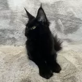 メインクーン【愛知県・女の子・2025年4月26日・ブラック】の写真11