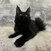 メインクーン【愛知県・女の子・2025年4月26日・ブラック】の写真12