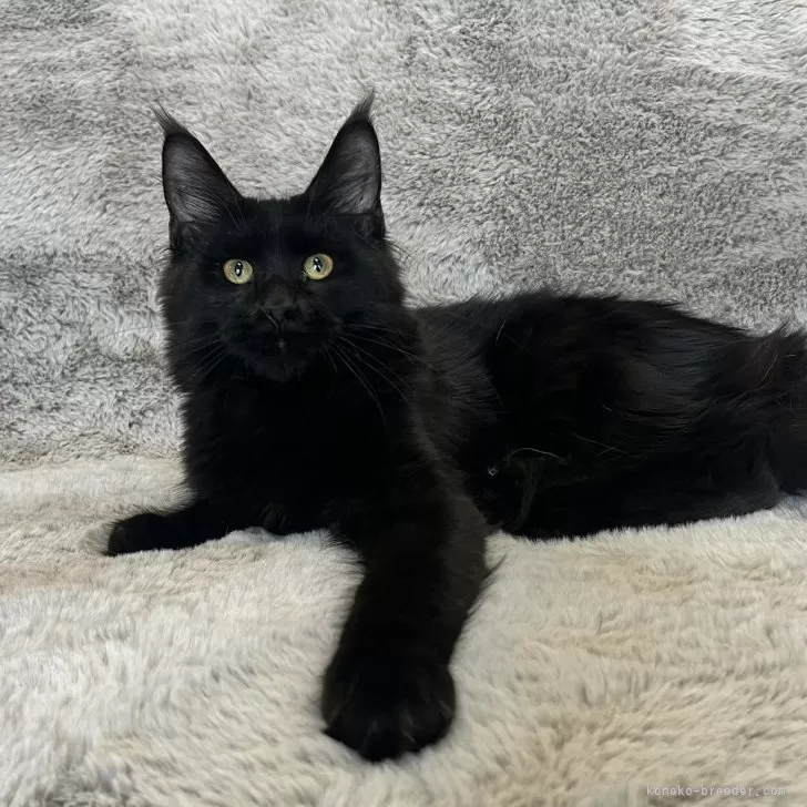 メインクーン【愛知県・女の子・2025年4月26日・ブラック】の写真1