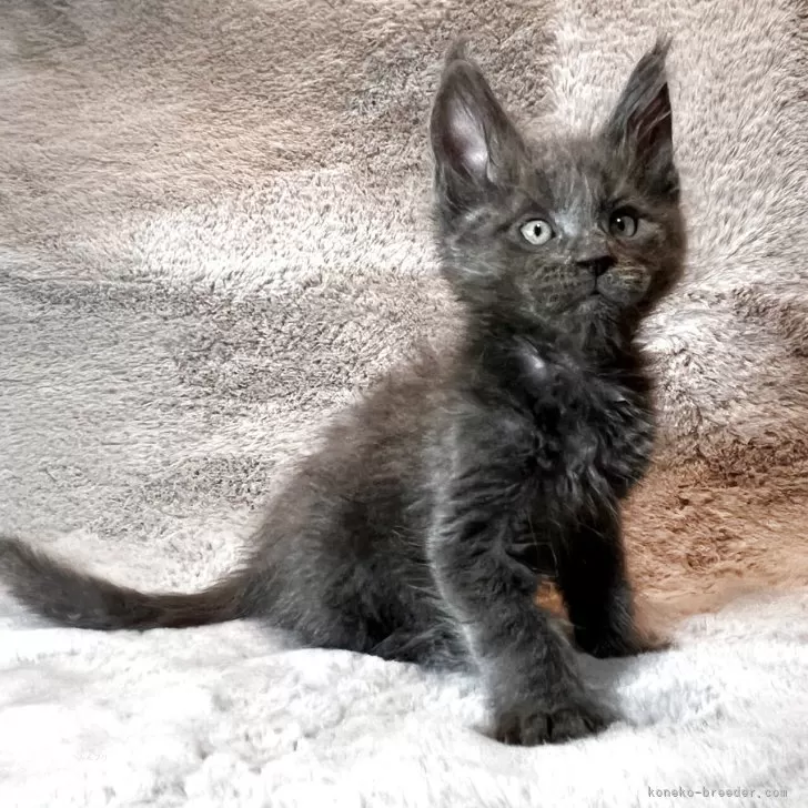 ID：2505-00059の子猫