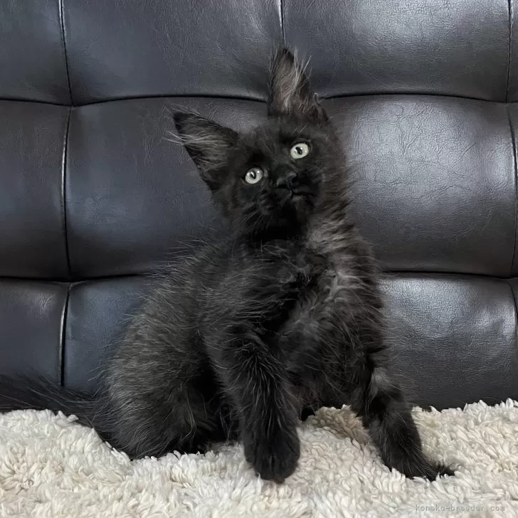 ID：2505-03716の子猫