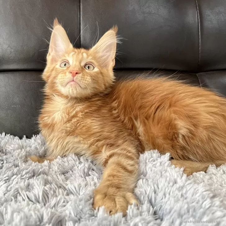 ID:2501-02464の子猫