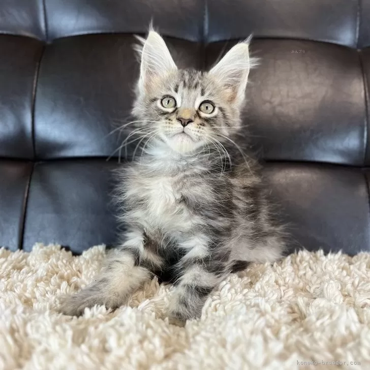 ID：2507-01482の子猫