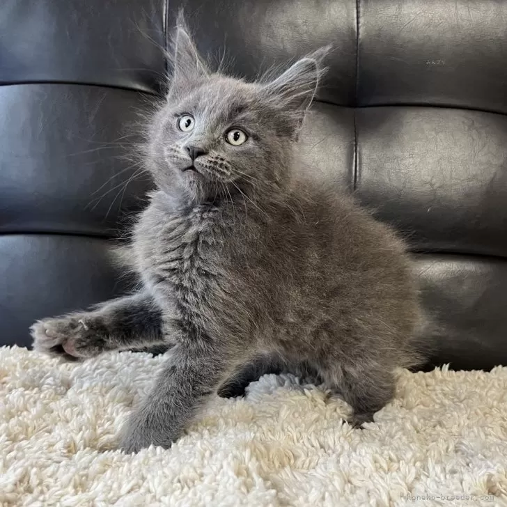 ID：2502-01206の子猫