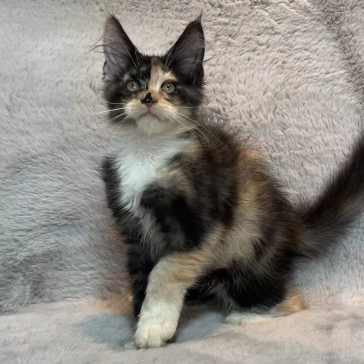 ID：2506-02934の子猫