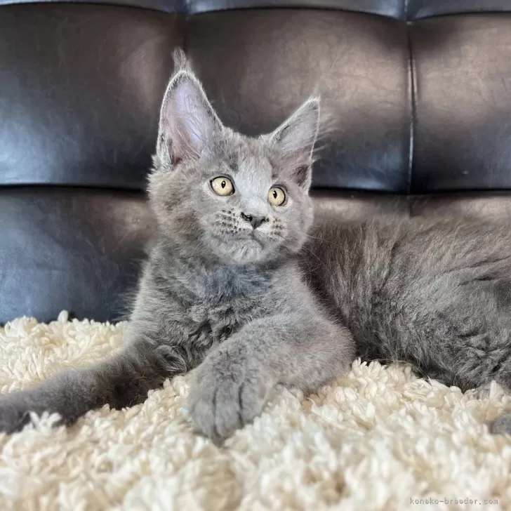 メインクーン【愛知県・女の子・2025年5月3日・ブルー】の写真1