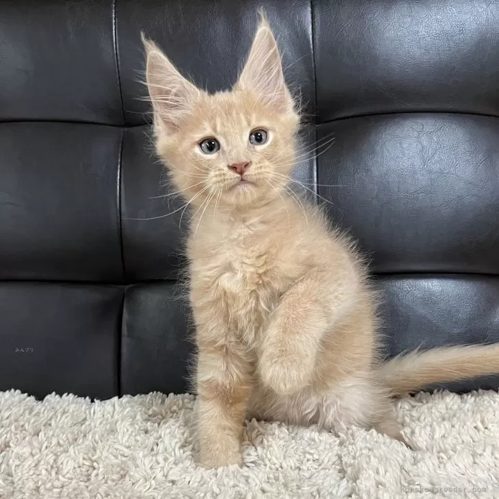 ID：2506-00347の子猫