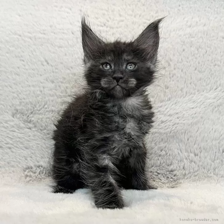 T.M 様のお迎えした子猫