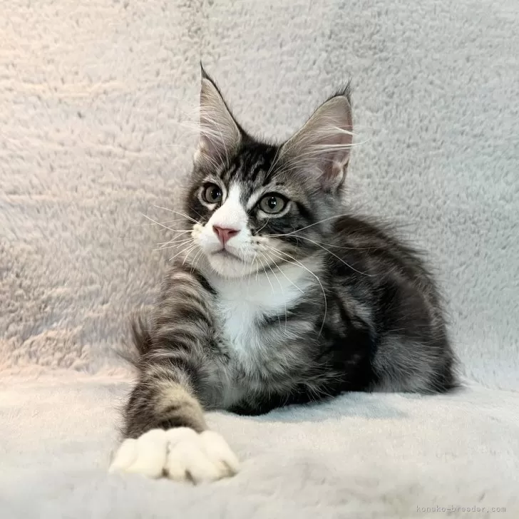 ID:2508-00265の子猫