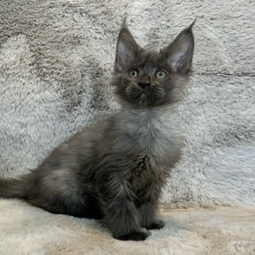 メインクーン【愛知県・女の子・2025年10月20日・ブルースモーク】の写真「アハディBaby🩶」