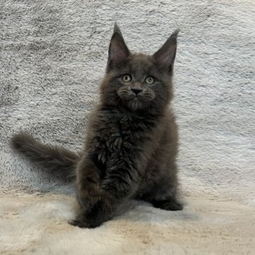 メインクーン【愛知県・女の子・2025年10月5日・ブルー】の写真「アハディBaby🩶素晴らしい女の子🩵」