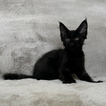 メインクーン【愛知県・男の子・2025年5月13日・ブラック】の写真「ムファサbaby 🖤」
