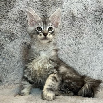 メインクーン【愛知県・女の子・2025年10月20日・シルバータビー】の写真「アハディBaby🩶」