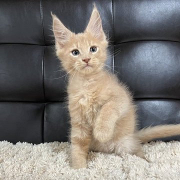メインクーン【愛知県・男の子・2025年3月30日・クリームタビー】の写真「スカーBaby💛」