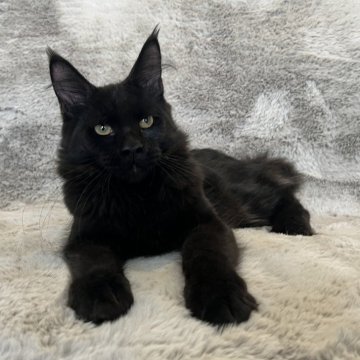 メインクーン【愛知県・男の子・2025年5月12日・ブラック】の写真「ムファサbaby 🖤」