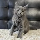 メインクーン【愛知県・男の子・2024年12月16日・ブルー】の写真2