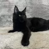 メインクーン【愛知県・女の子・2025年4月26日・ブラック】の写真2