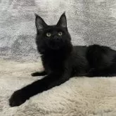 メインクーン【愛知県・女の子・2025年4月26日・ブラック】の写真3