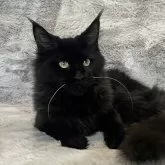 メインクーン【愛知県・女の子・2025年3月16日・ブラックスモーク】の写真3