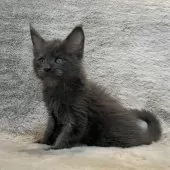 メインクーン【愛知県・男の子・2025年10月27日・ブルー】の写真4