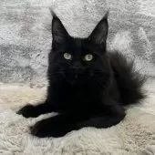 メインクーン【愛知県・女の子・2025年4月26日・ブラック】の写真2