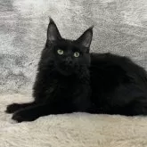 メインクーン【愛知県・女の子・2025年4月26日・ブラック】の写真4