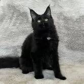 メインクーン【愛知県・女の子・2025年4月26日・ブラック】の写真4