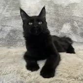 メインクーン【愛知県・男の子・2025年5月12日・ブラック】の写真4