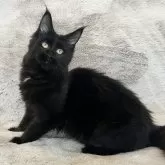 メインクーン【愛知県・女の子・2025年4月26日・ブラック】の写真5