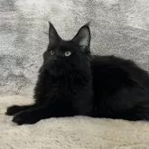 メインクーン【愛知県・女の子・2025年4月26日・ブラック】の写真5