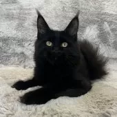 メインクーン【愛知県・女の子・2025年4月26日・ブラック】の写真3