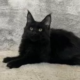 メインクーン【愛知県・女の子・2025年4月26日・ブラック】の写真6