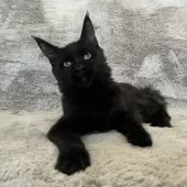 メインクーン【愛知県・男の子・2025年5月12日・ブラック】の写真6